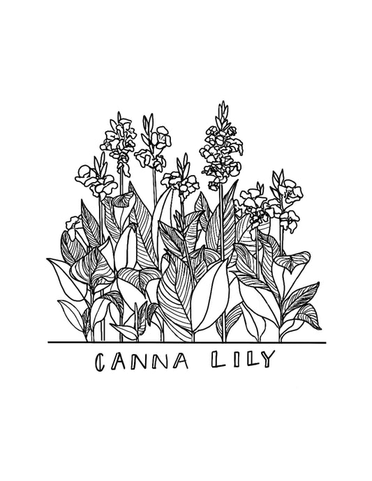 Canna Lilly Coloring Page